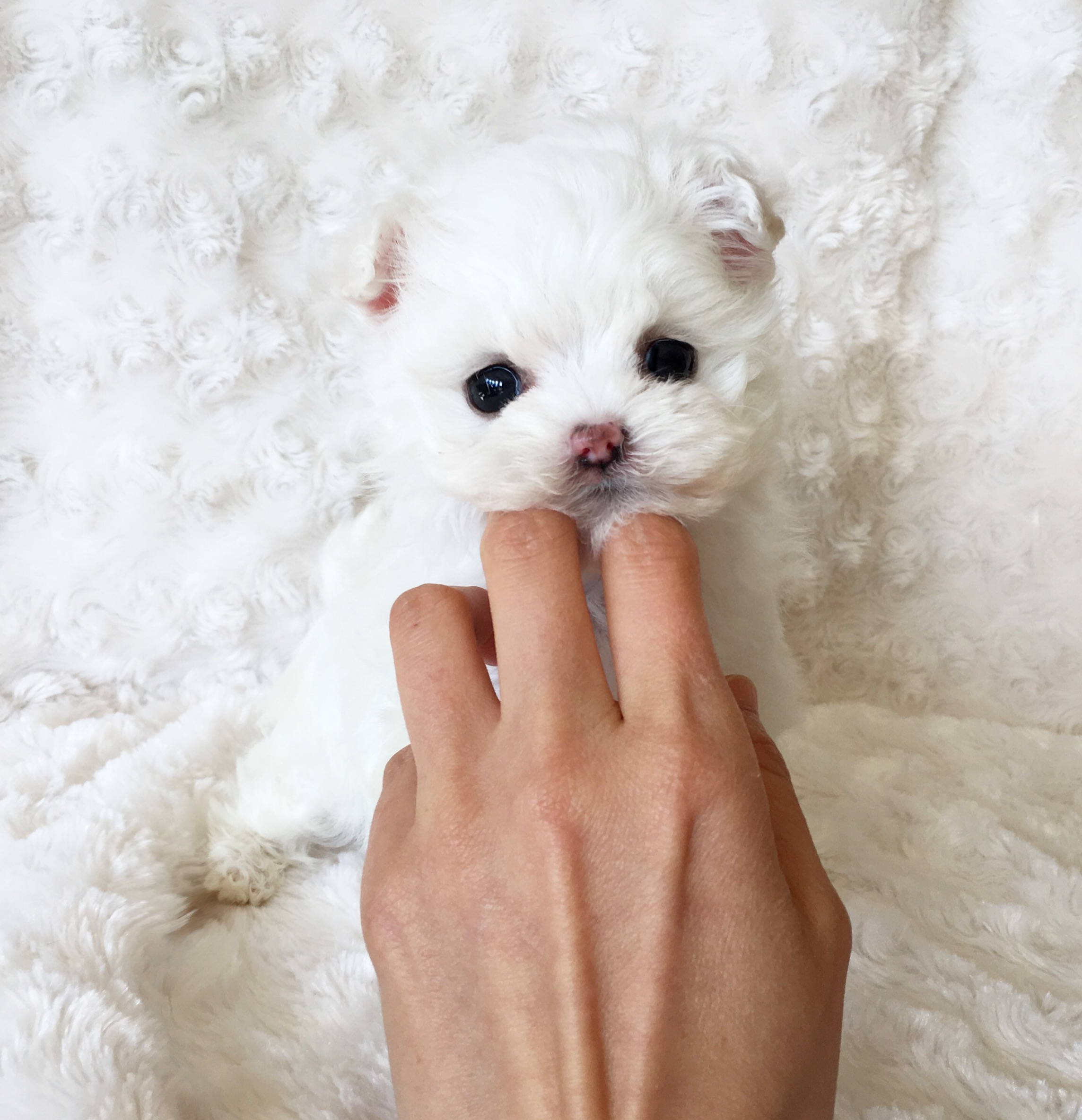 How Much Is A Micro Teacup Maltese / Princess Victoria the Micro Teacup