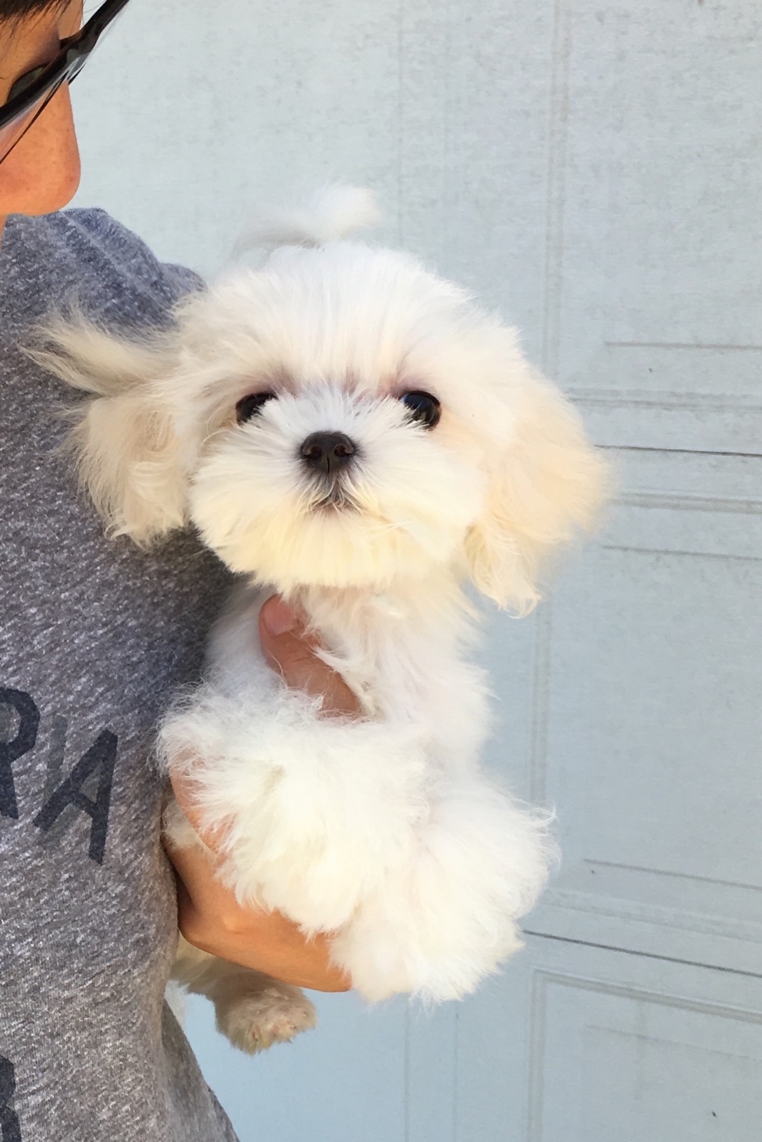 Platinum Puppy Micro Maltese XXS iHeartTeacups