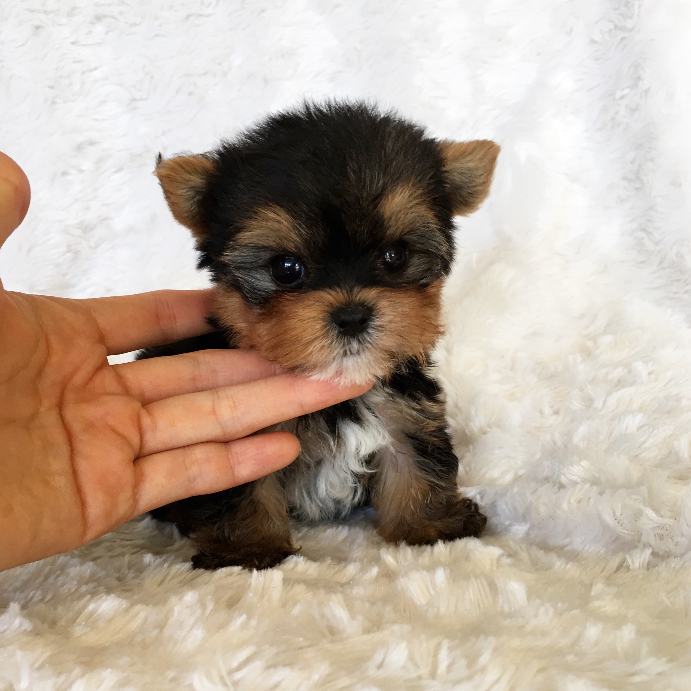 Mini Yorkie Puppies Photos All