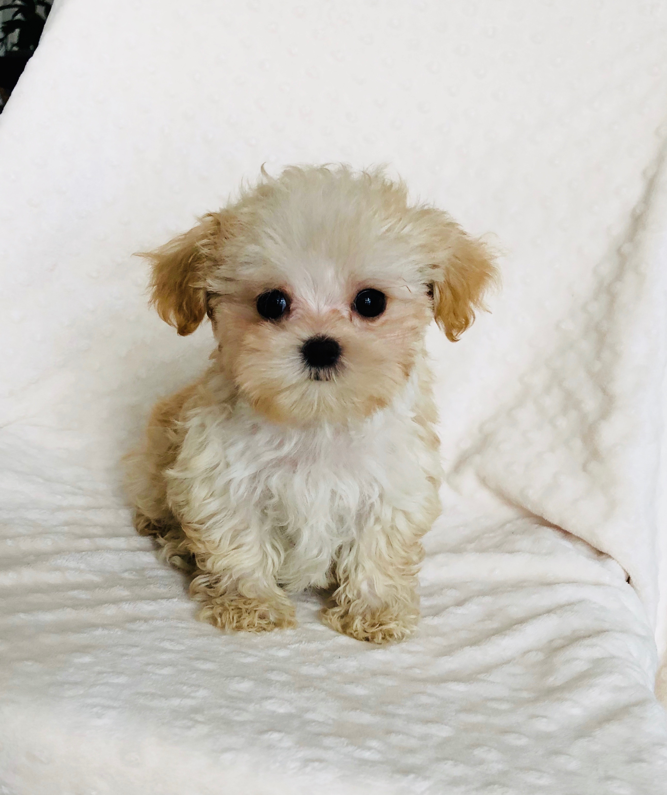 Teacup Maltipoo Puppy! Male iHeartTeacups