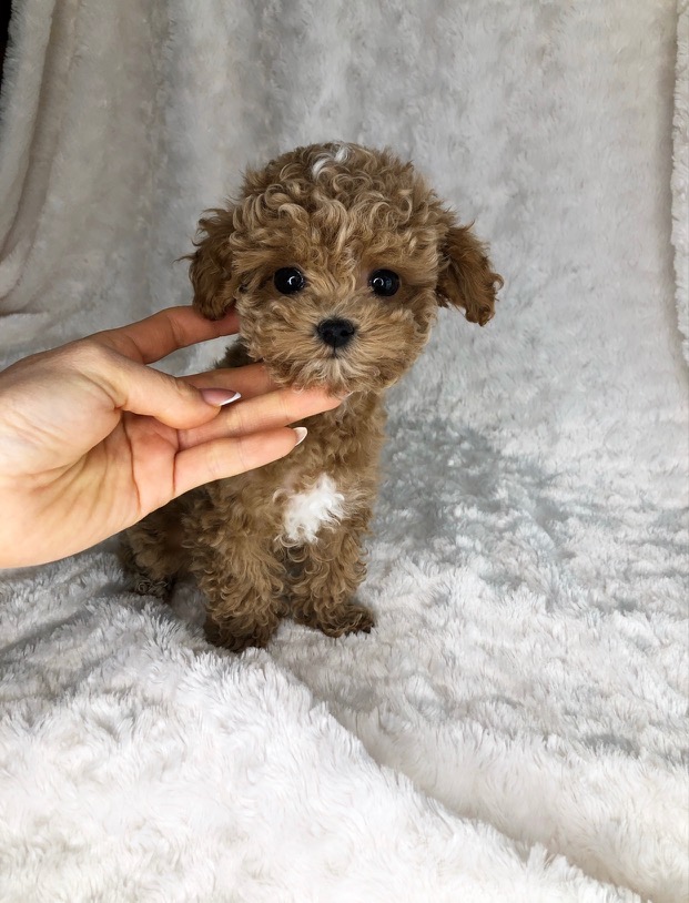 Teacup Maltipoo Puppy!! iHeartTeacups