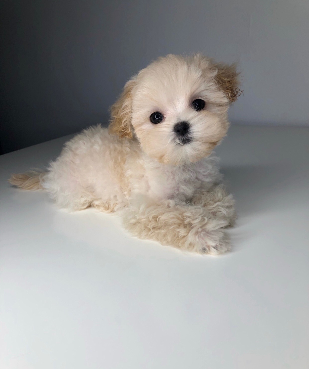 PERFECT TINY Teacup Maltipoo Puppy for sale!! iHeartTeacups