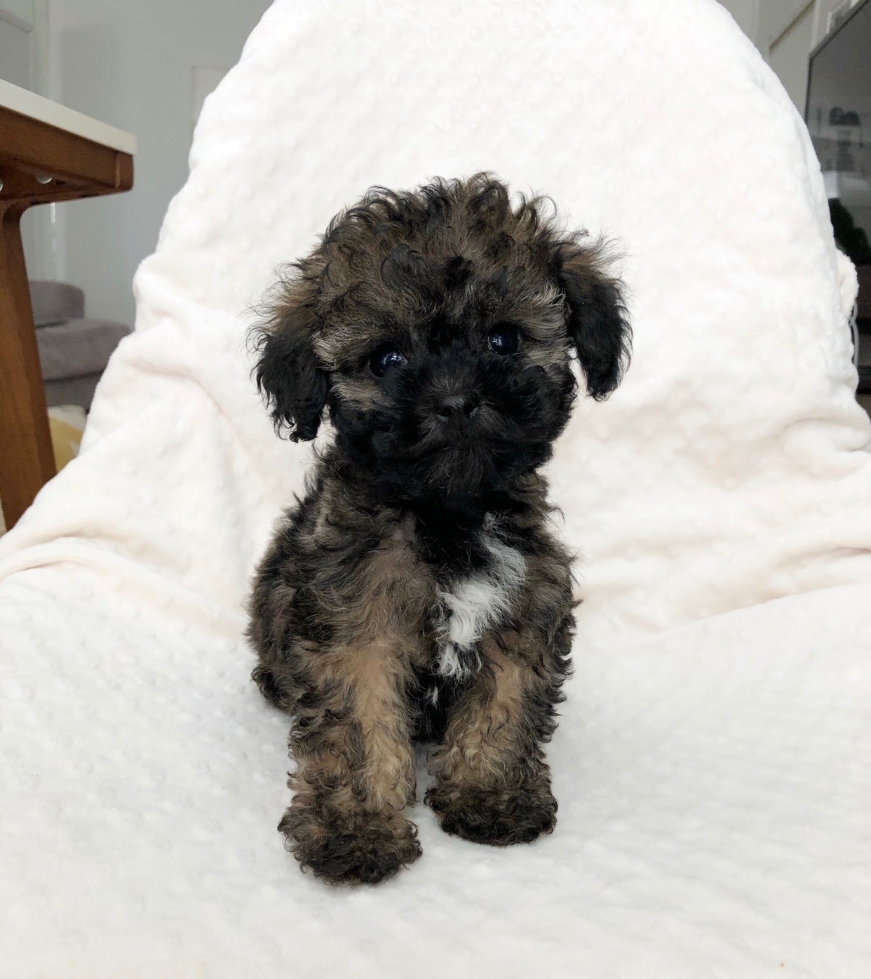 teddy bear maltipoo maltipooh puppy for sale! iHeartTeacups