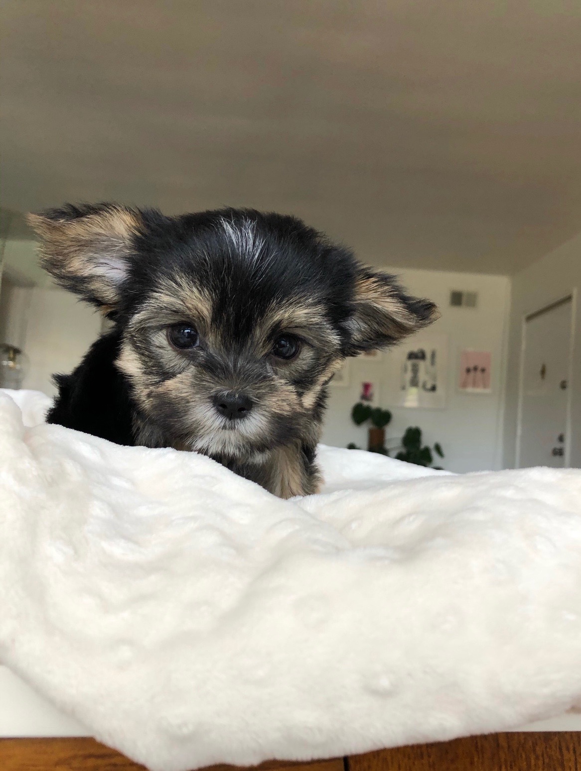 Teacup Yorkie/Maltese Morkie Puppy for sale! iHeartTeacups