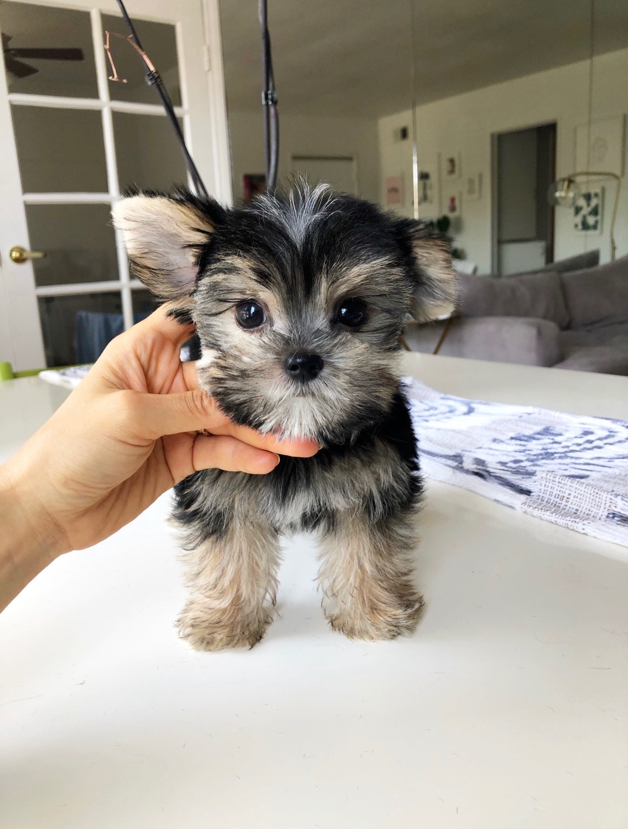 Teacup Yorkie/Maltese Morkie Puppy for sale! iHeartTeacups