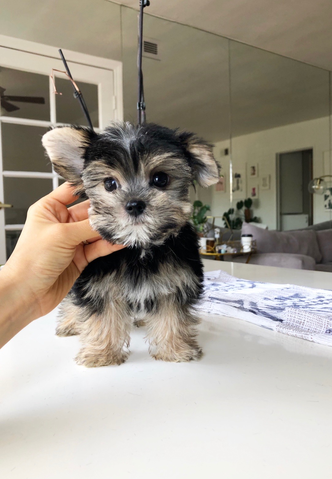 Teacup Yorkie/Maltese Morkie Puppy for sale! iHeartTeacups