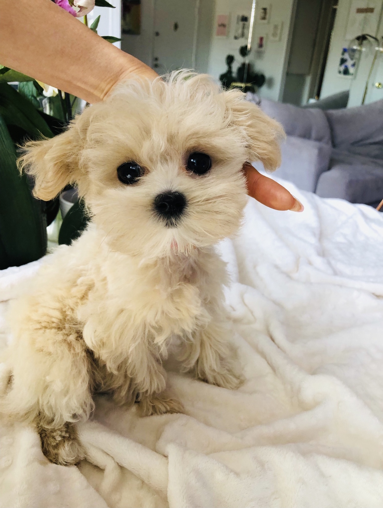 Teacup Maltipoo Puppy! Female iHeartTeacups