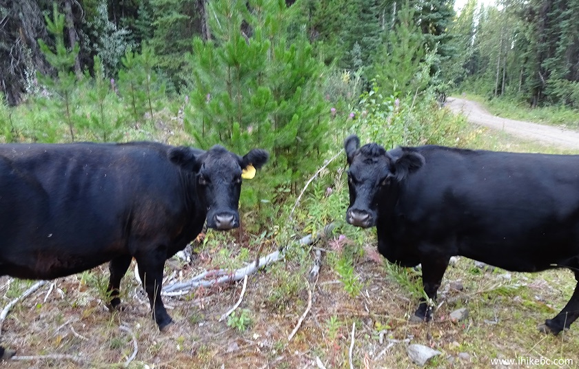 Malkow Lookout Trail Hike (near Smithers BC)