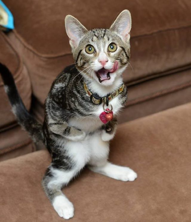 Kitty born with short front legs won't let anything stop her!