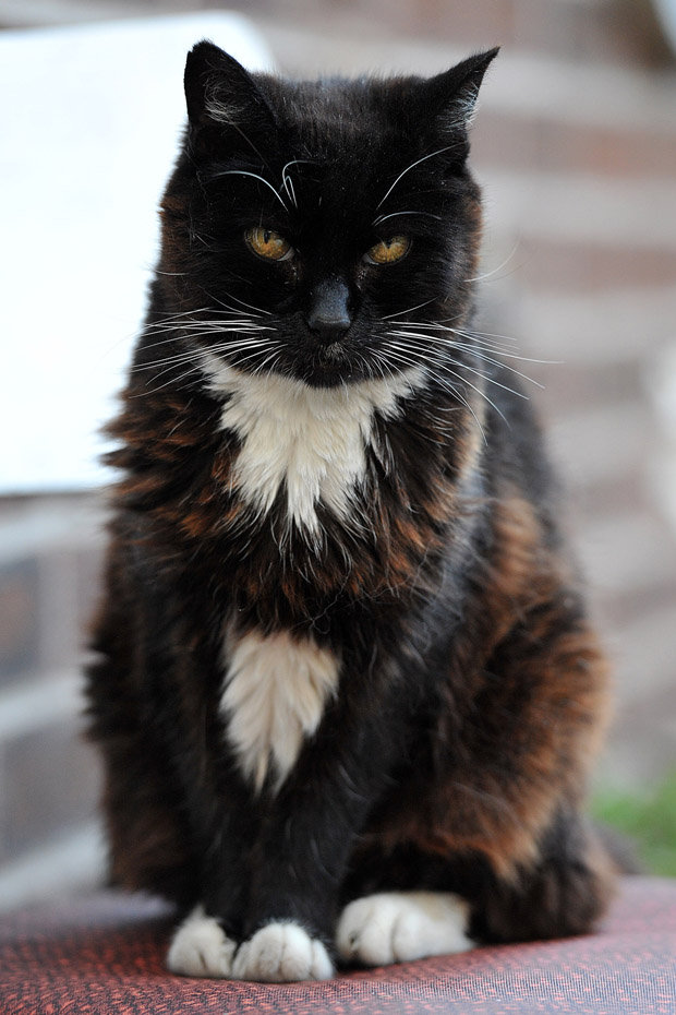 The oldest cat who ever lived ate THIS everyday... crazy!