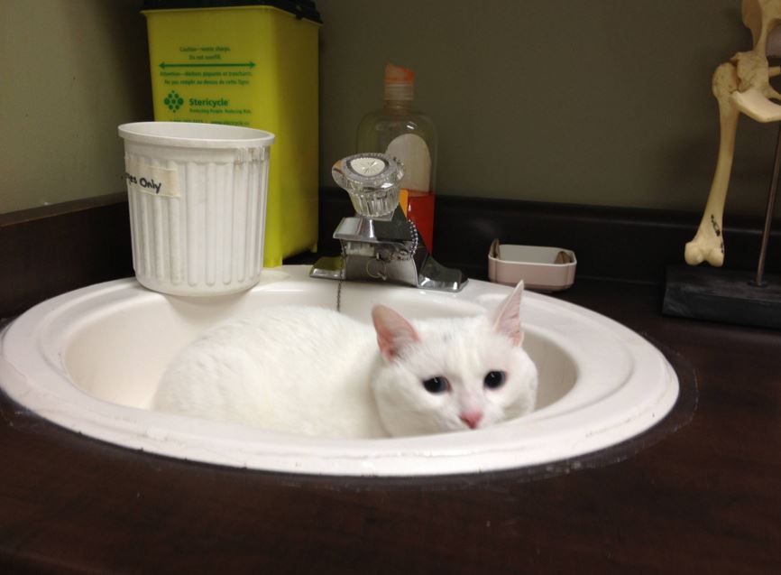 22 priceless photos of cats trying to hide from the vet