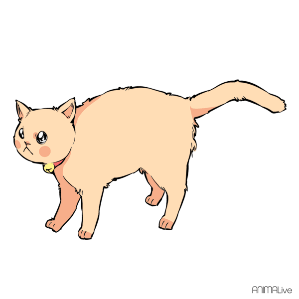 14 tail movements that will explain EXACTLY how your cat feels