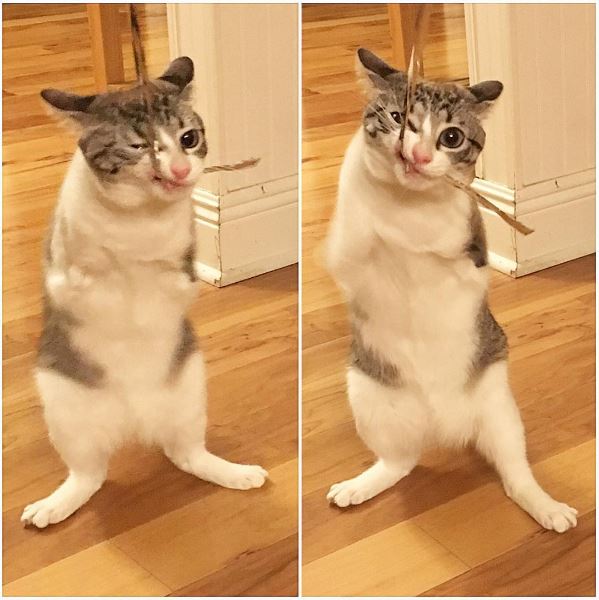 Born without her front legs, this cat continues to inspire thousands
