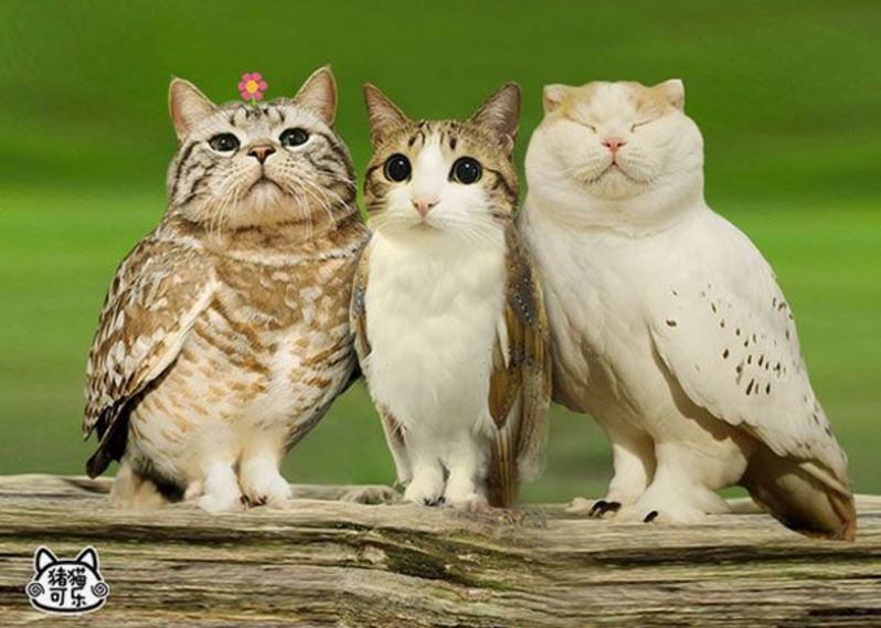Meet the Meowls... the owl and cat hybrid the has graced us