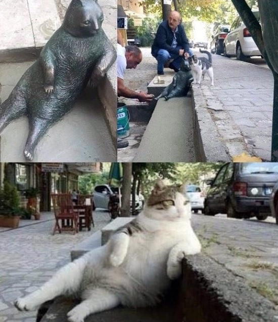 famous 'Lounging Cat' passes away, immortalized