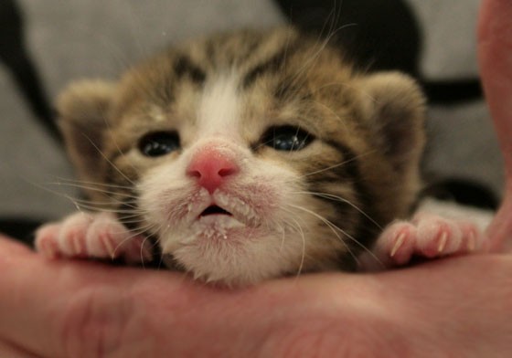 13 kittens with food mustaches that are too freaking cute
