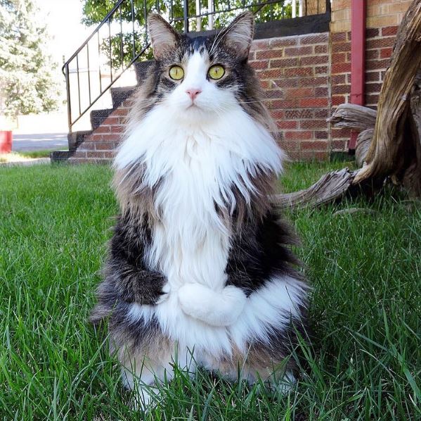 How To Teach A Cat To Walk On Two Legs Jelitaf