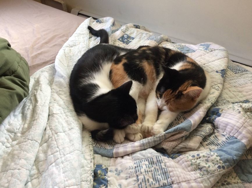 Can A Cat Get Out Of A Sewer at Bettye Tibbetts blog