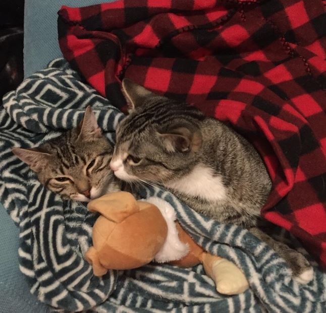 18 warm and cozy pictures of cats tucked in will make you never want to