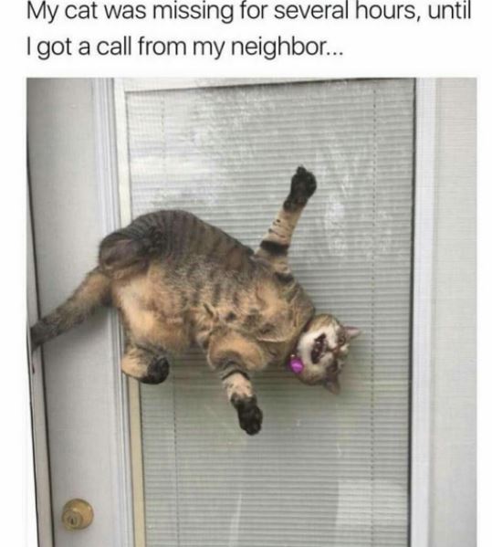 Cats vs. screen doors (Gallery)