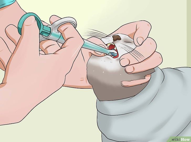 A hilarious and helpful guide to giving a cat a pill