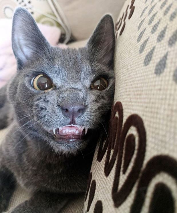 Kitty has a permanent creepy smile and you'll love it (Gallery)