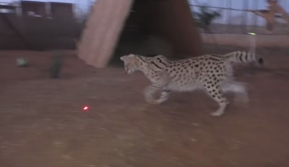 Do Cats Enjoy Laser Pointers