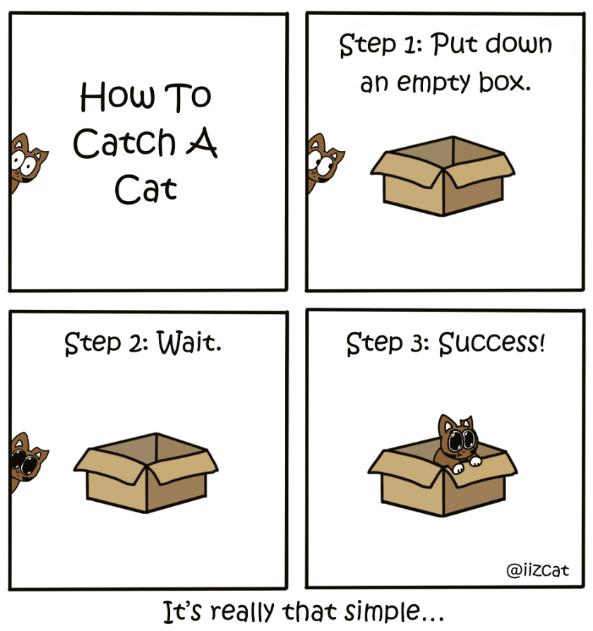 How To Catch A Cat