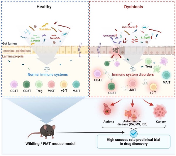 The role of gut microbiota in T cell immunity and immune mediated disorders