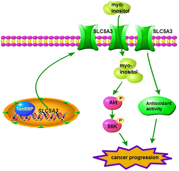 SLC5A3 is important for cervical cancer cell growth