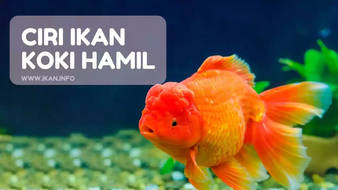 Cara Nyari Ikan Cupang Untuk Pemula: Pelajari Trik-triknya