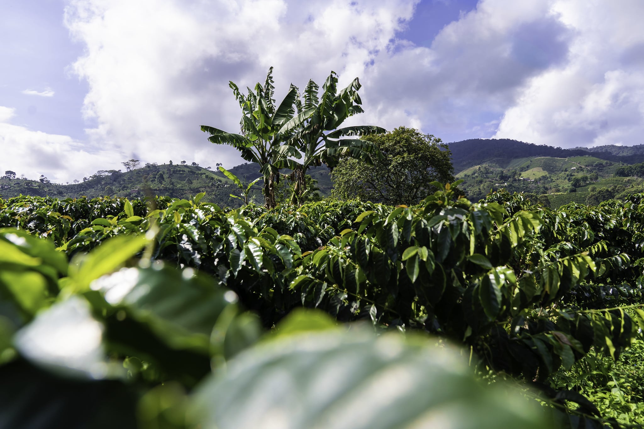 La Florida, Colombia IKAWA Coffee