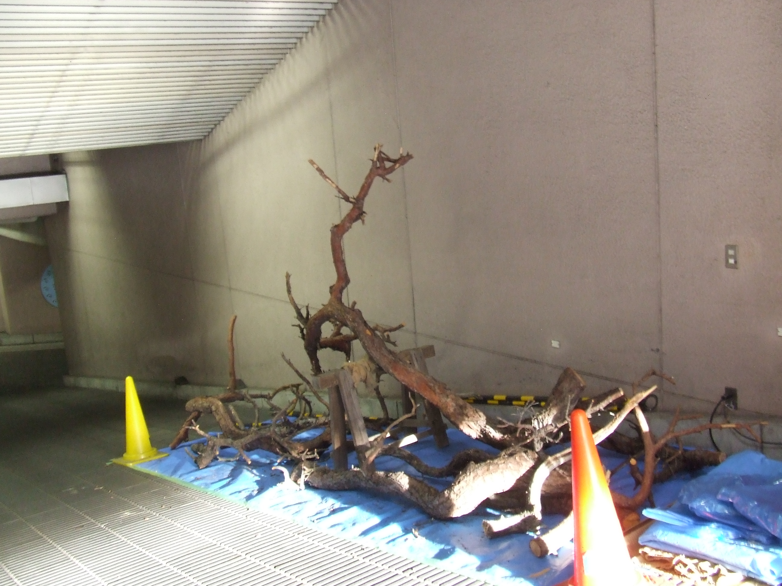 Ikebana Coloradocolorado Ikebana Denver Ikebana Ikenobo