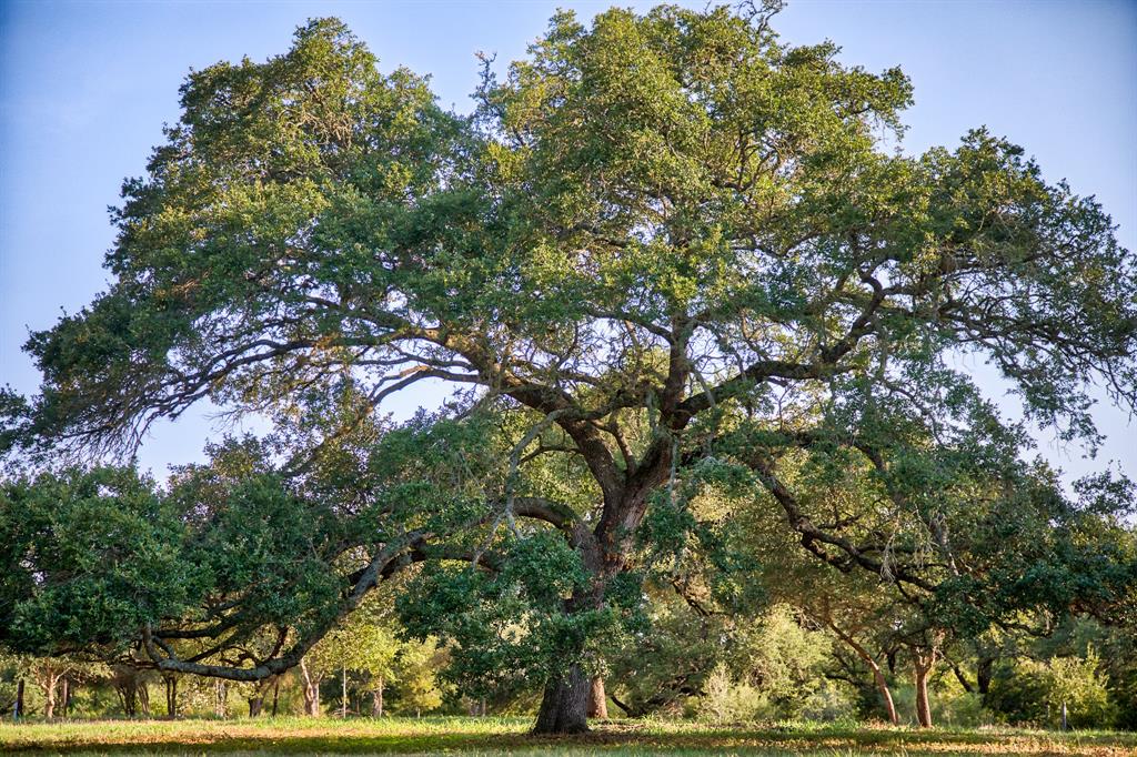 Round Top Retreat Waller County Texas Real Estate, Ranches, Farms, Land, Equestrian Estates
