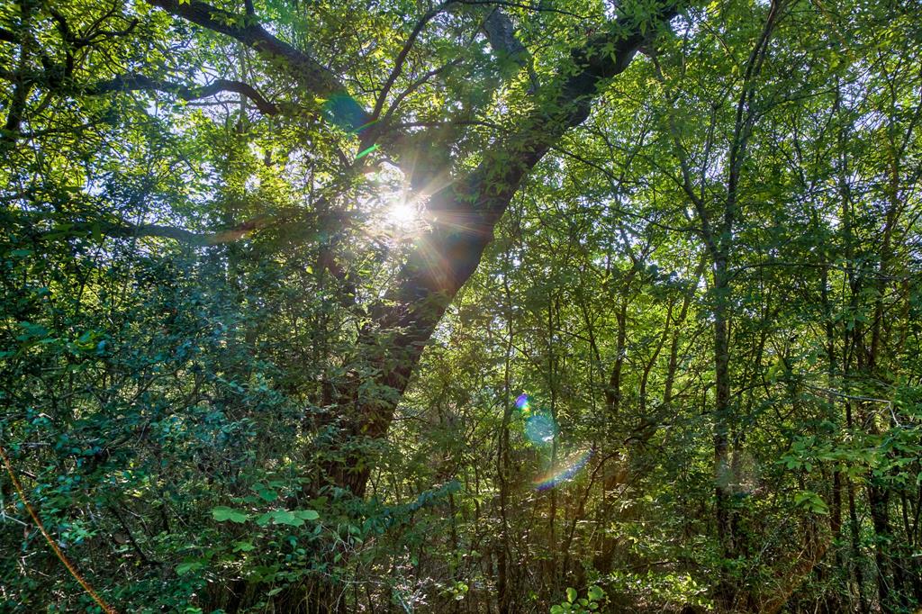 Round Top Retreat Waller County Texas Real Estate, Ranches, Farms, Land, Equestrian Estates