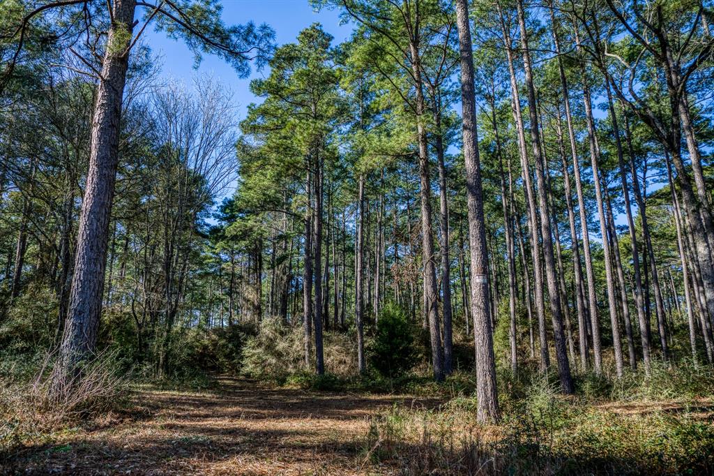 157 Acres on FM 362 SOLD Waller County Texas Real Estate, Ranches