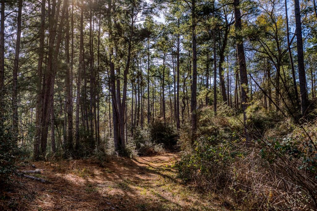 157 Acres on FM 362 SOLD Waller County Texas Real Estate, Ranches