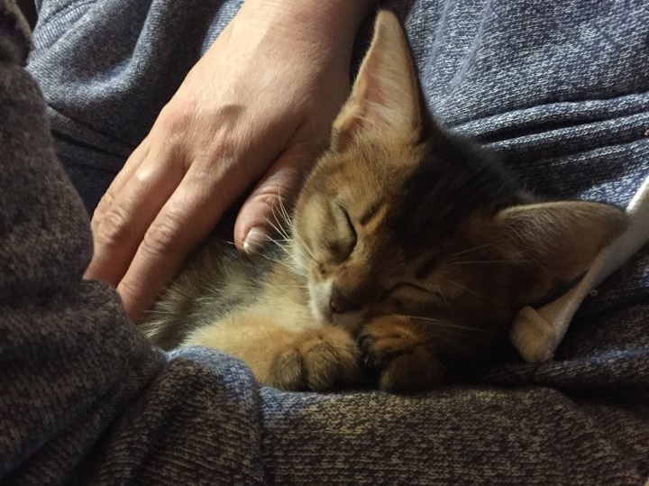 Afraid Of Animals Why These Scaredy Cats Are Absolutely Terrified Of