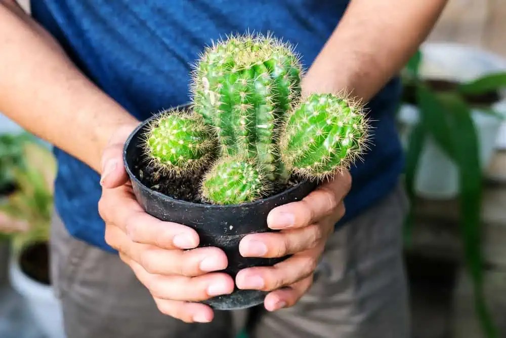 Why Is My Cactus Turning Yellow ilifeguides