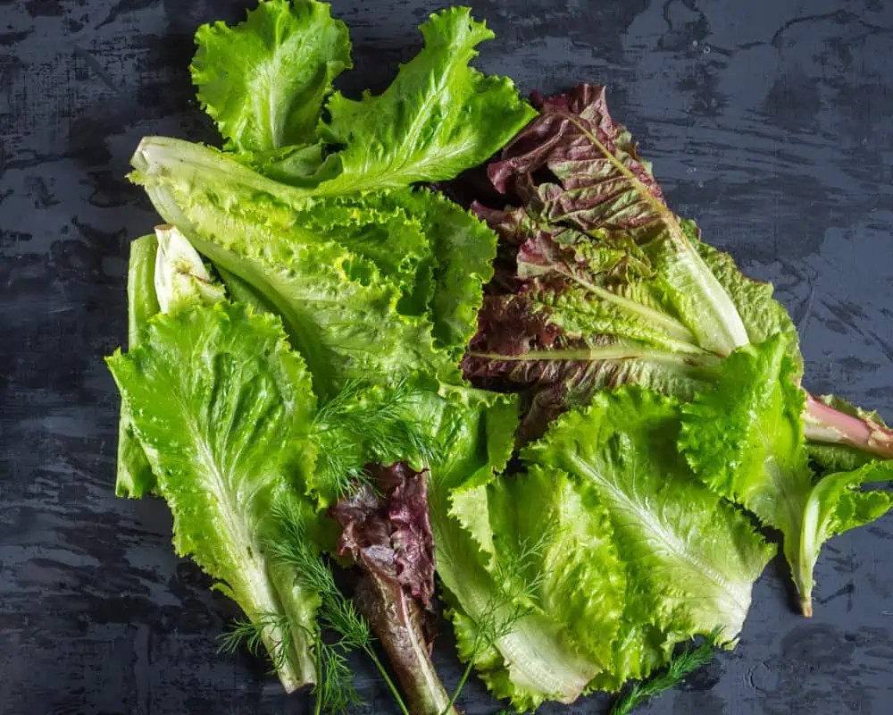 Why Does Lettuce Turn Red ilifeguides
