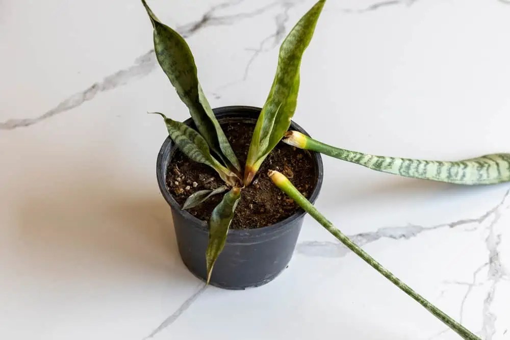 Why Is My Snake Plant Drooping ilifeguides