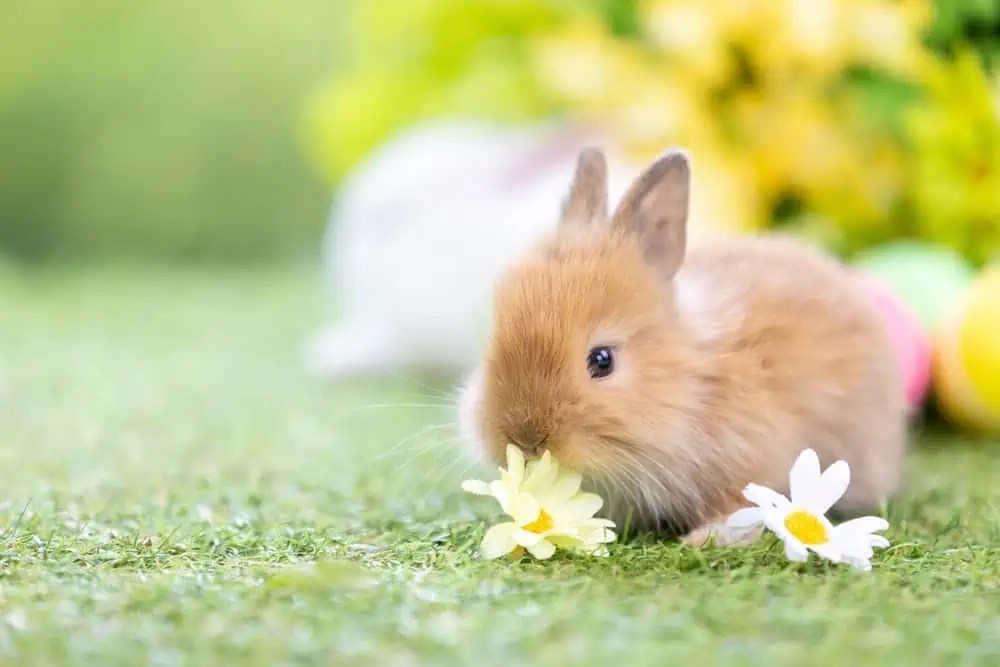 Why Is My Bunny Shaking ilifeguides