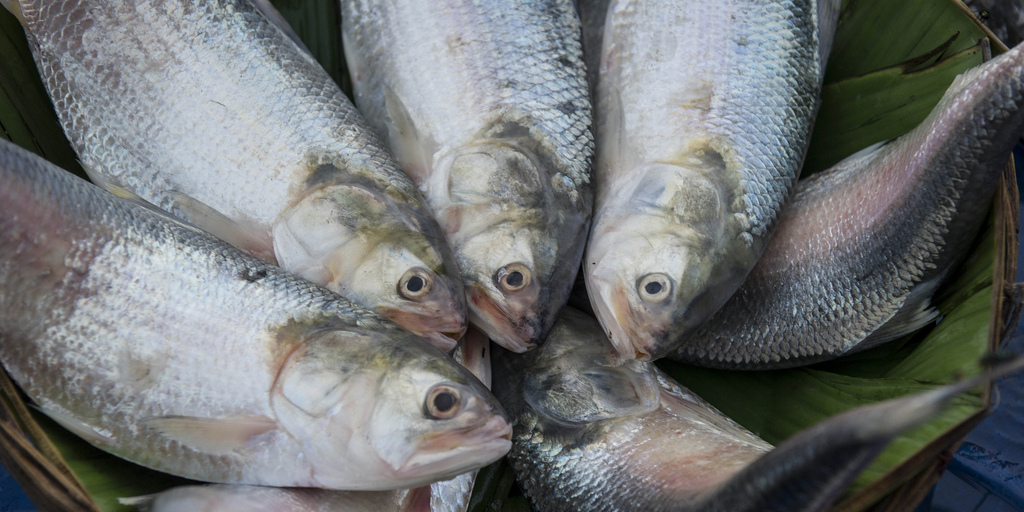 Ilish (Hilsa) Fish Buy Ilish (Hilsa) Fish Online ইলিশ হাট (ILISH HUT)
