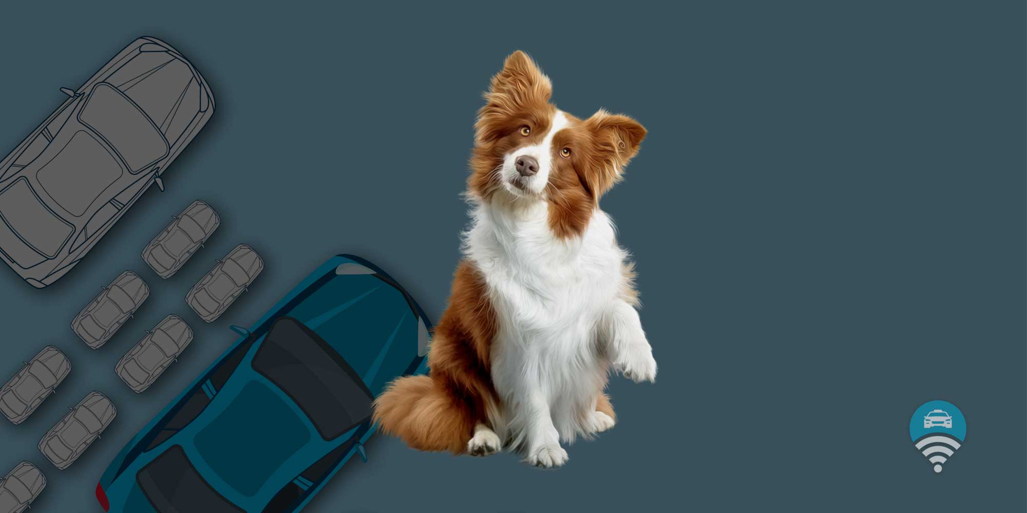 Can You Bring A Dog In A Taxi