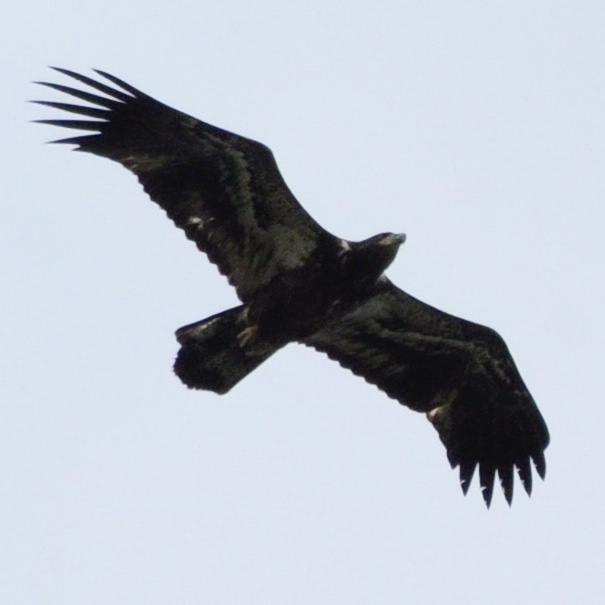 Distant Eagle Identification Illinois Ornithological Society