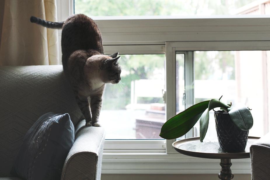 I am being abused, and I have a pet. How can I keep both of us safe