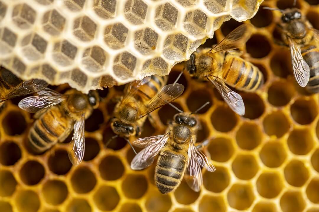 8 Steps to Setting Up a Beehive A Comprehensive Guide • I Love Beekeeping™
