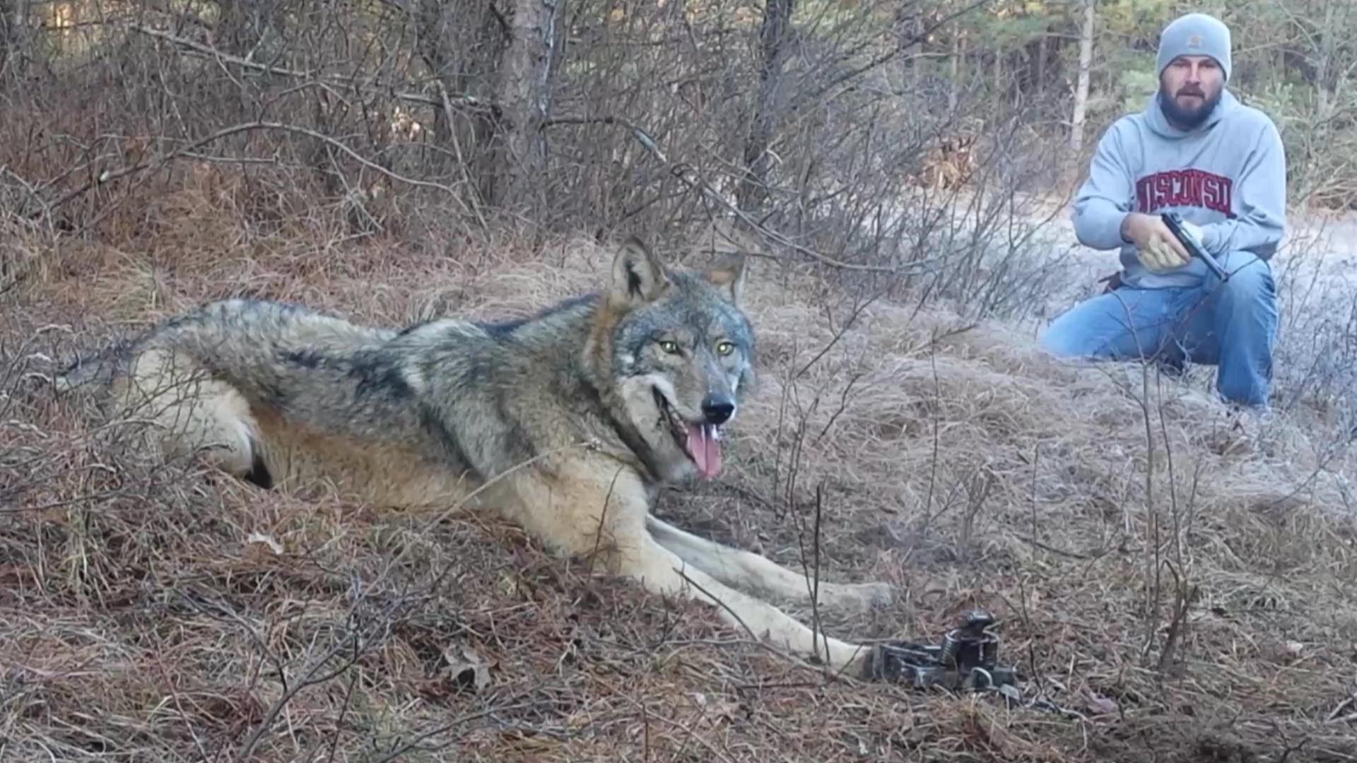 Man comes across a huge wolf in the woods but realizes the truth as he