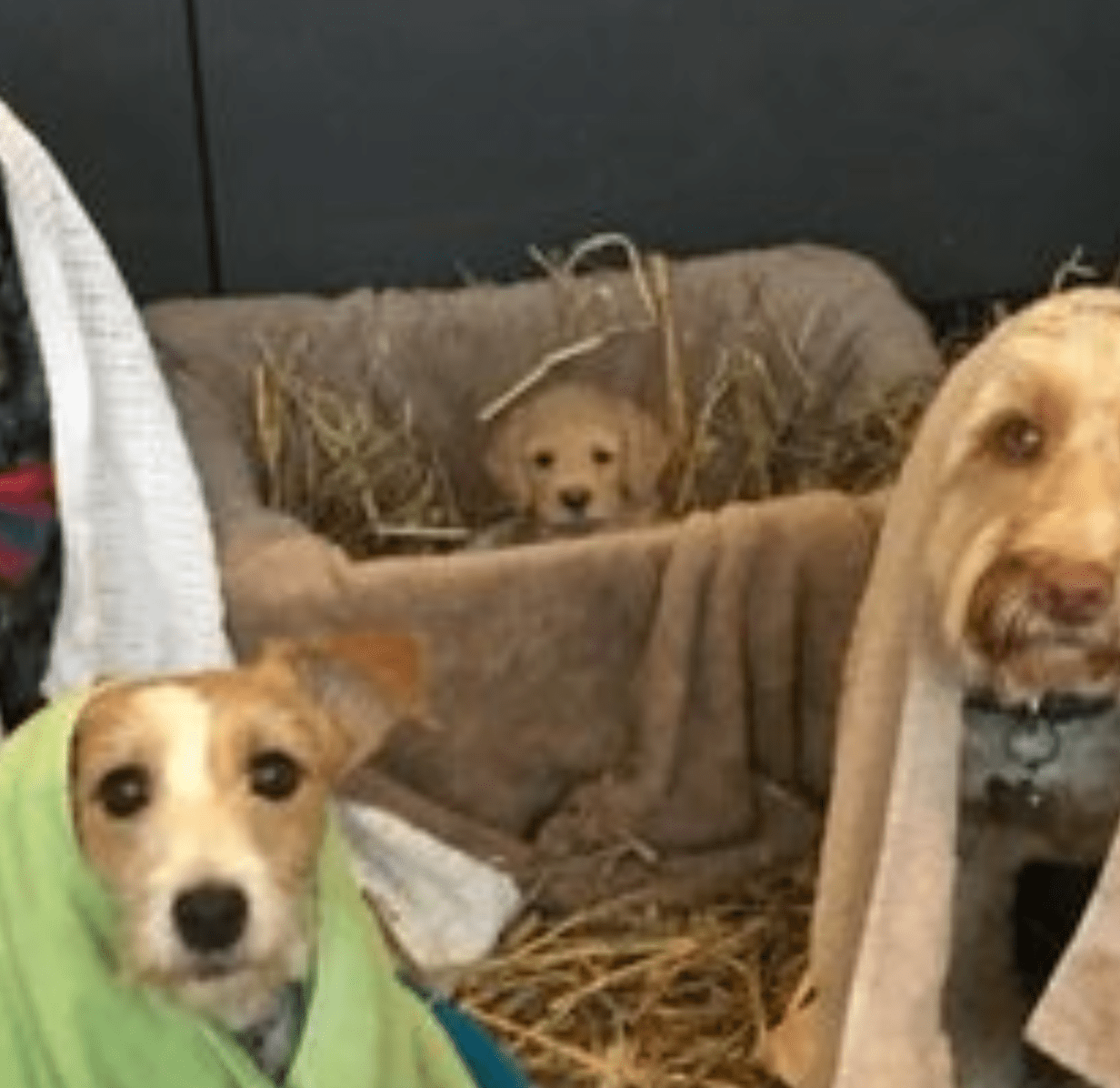 Freshly Groomed Dogs Pose In Their Very Own Version Of The Nativity
