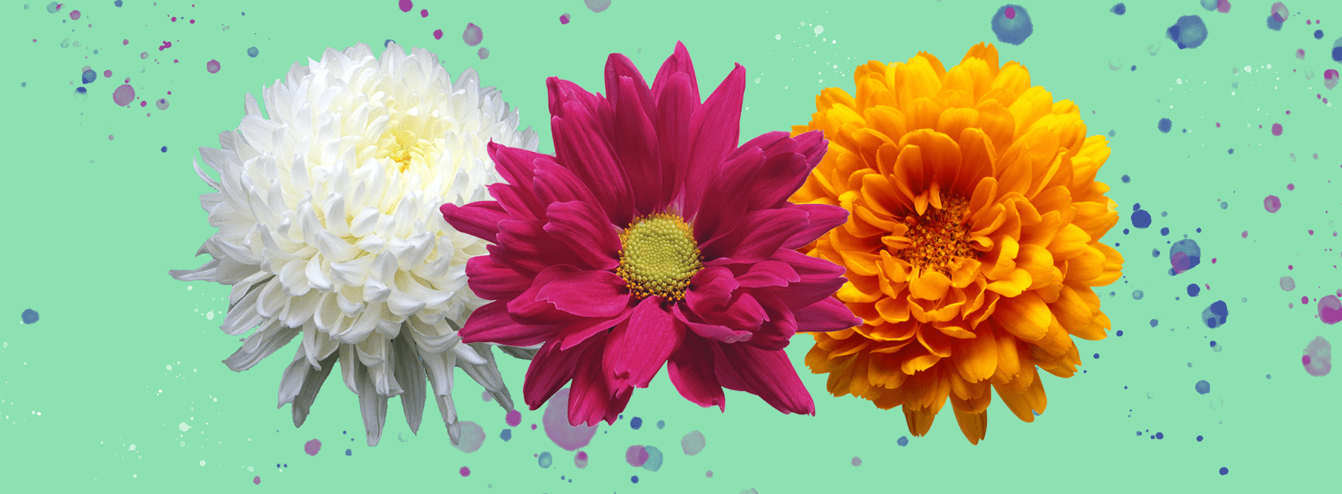 Nutritional plan chrysanthemum and flowers plants